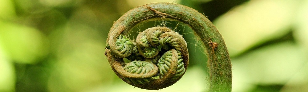 A young fern frond unfurling